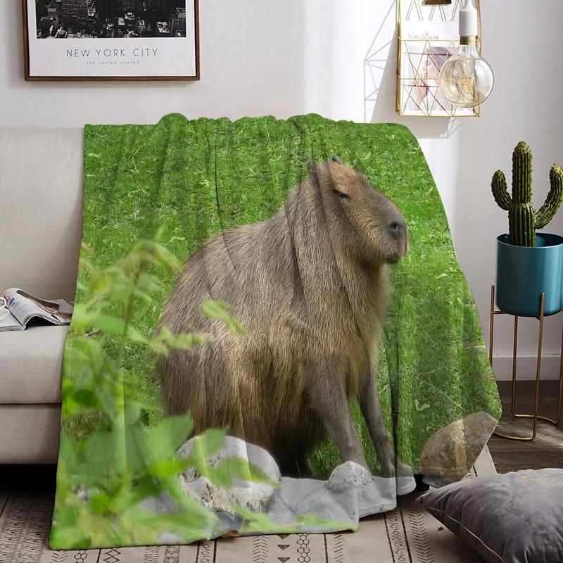 C-capybara   ,  ȣ Ȩ , ħ  ħ뺸, ܿ  ħ 